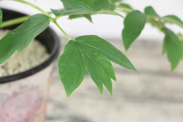 牡丹花苗种植方法，牡丹苗多少钱一棵（牡丹花苗种植方法,牡丹苗多少钱一棵呢）