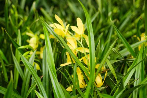 兰花的特点（集圆兰花需要春化吗）