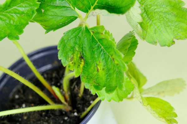 大棚草莓种植技术与管理方法（大棚草莓栽培技术）