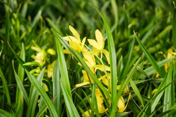 兰花怎么种，兰花的价格（兰花怎么种植步骤图解）