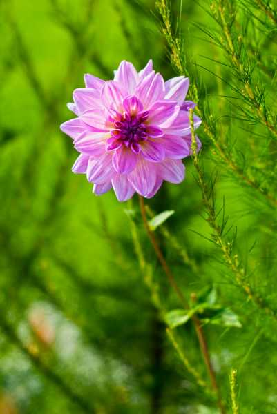 大丽花什么时候开花（大丽花种球怎么过冬）