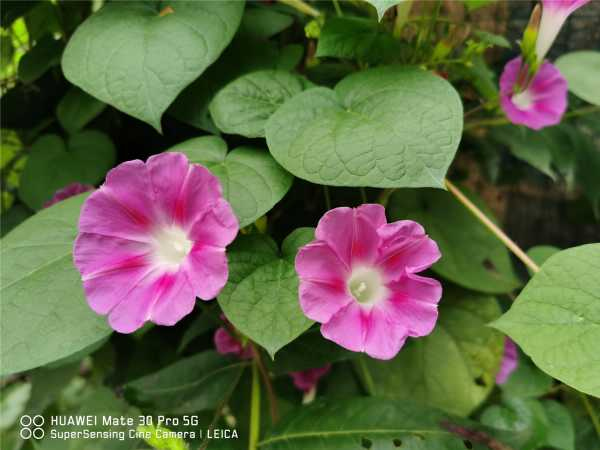 牵牛花为什么叫牵牛花（为什么牵牛花要叫牵牛花）