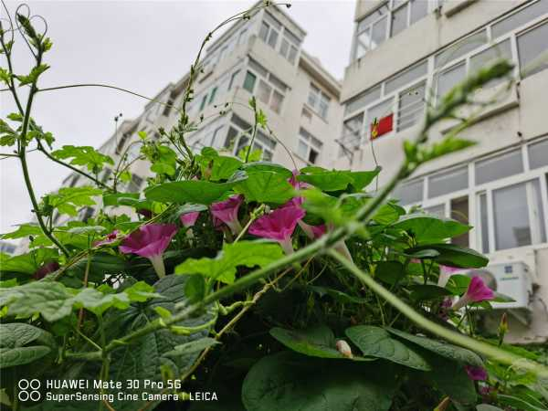 牵牛花为什么叫牵牛花（为什么牵牛花要叫牵牛花）