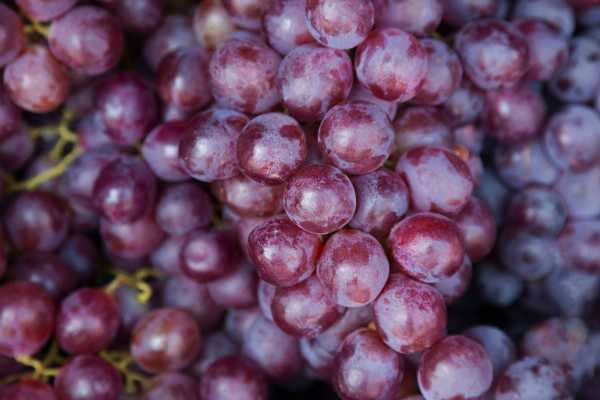 葡萄的种植方法和技术，葡萄怎么种植（葡萄怎样种植技术）
