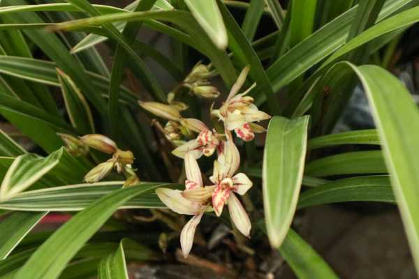 兰花的价格（兰花大概价格）