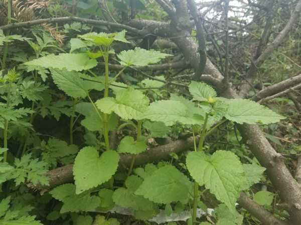 盆栽藿香种植方法（盆栽藿香种植方法和技术）