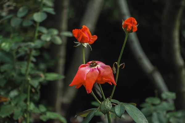 月季花的养殖方法，月季花栽培技术（月季花的养殖方法和注意事项）