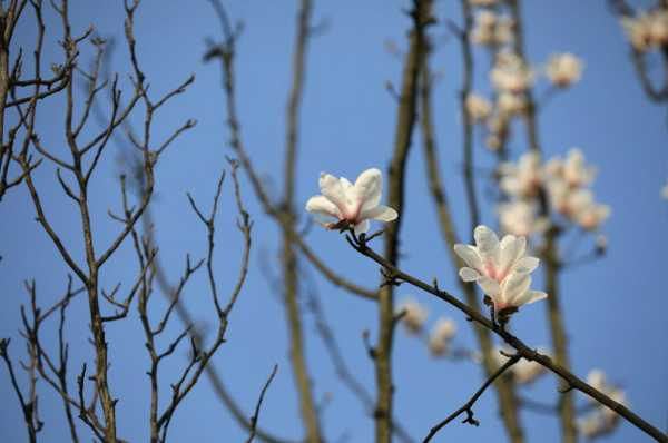 玉兰花图片（形态特征和养护方法简介）（玉兰花图片唯美）