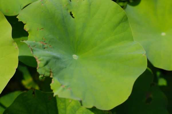 养荷花水放多少合适（家养荷花水位多少）