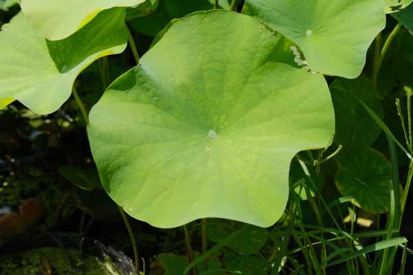 养荷花水放多少合适（家养荷花水位多少）