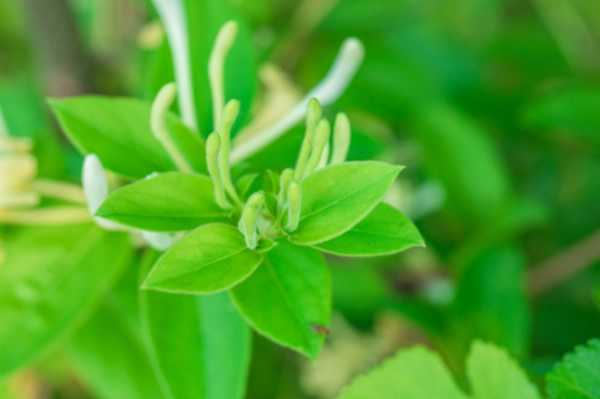 金银花一次浇多少水（金银花一次浇多少水最好）