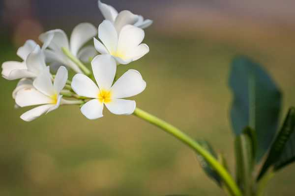 红鸡蛋花的功效与作用（红鸡旦怎样做）