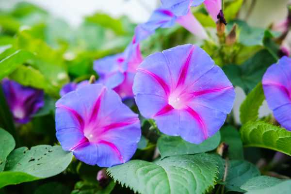 盆栽牵牛花多少天浇次水（牵牛花需要天天浇水吗）