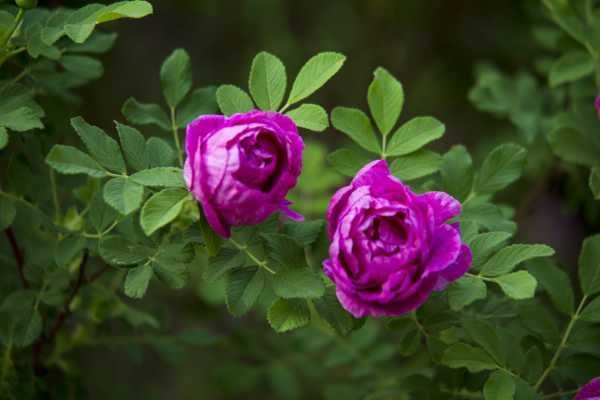 玫瑰花一年开几次花期（玫瑰一年开几次花期多长时间）