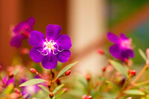 野牡丹的花语与传说（野牡丹的花语与传说故事）