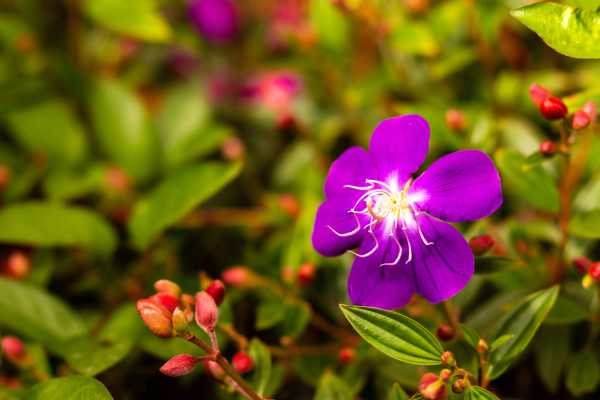 野牡丹的花语与传说（野牡丹的花语与传说故事）