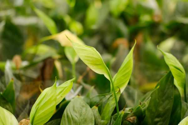 白鹤芋怎么养开花（白鹤芋怎么种植视频）