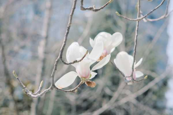 白玉兰种子种植方法（白玉兰种子种植方法）