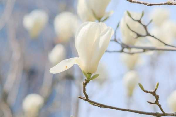 白玉兰种子种植方法（白玉兰种子种植方法）