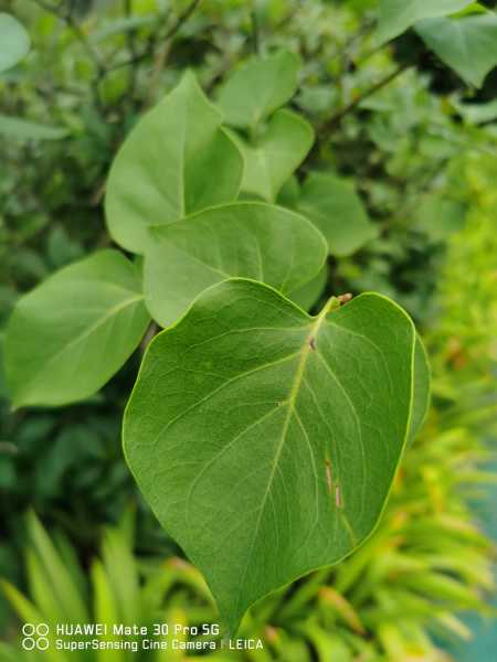 丁香花花期是什么时候（丁香花花期是什么时候开的）