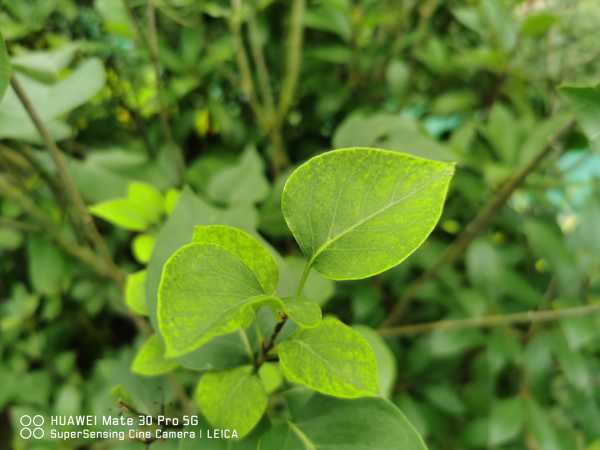 丁香花花期是什么时候（丁香花花期是什么时候开的）