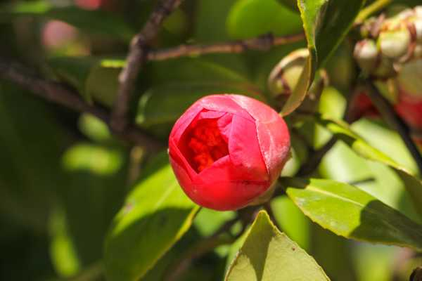 茶树花掉叶子怎么救治（茶花树叶子掉叶子还能长出来吗怎么办）