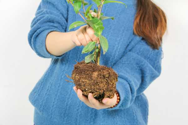 茶花种子怎么种植方法（茶花种子的育苗方法）