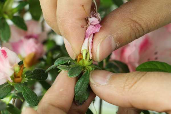 管花杜鹃的养殖方法（杜鹃花的管理与保养方法视频）