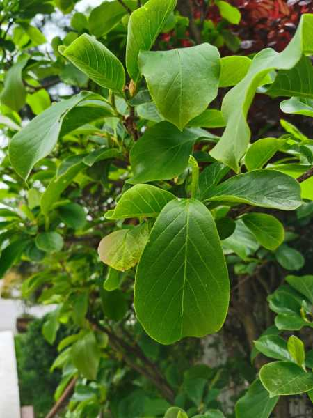 玉兰花如何养（玉兰花怎么养才能开花快）