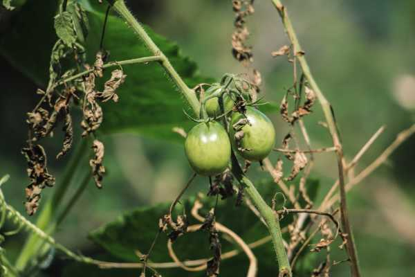 西红柿的养殖方法（怎么养好西红柿）