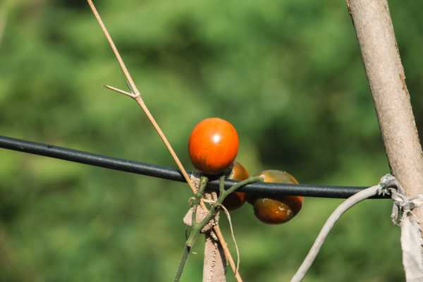 西红柿的养殖方法（怎么养好西红柿）