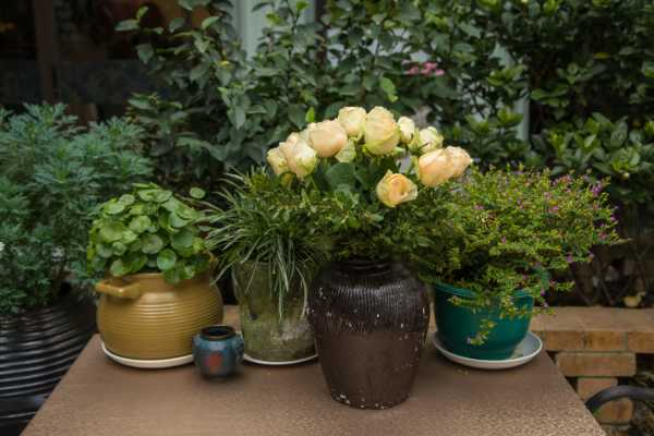 适宜夏天种植的花（适合夏天种的植物）