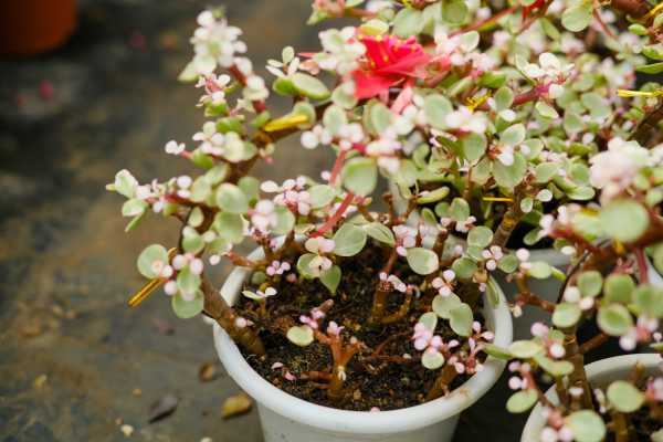 雅乐之舞开花吗，开花之后会死吗（雅乐之舞开花吗?）