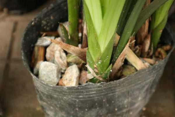 这8种兰花，春节开的最火，一串花满屋子香气！（什么兰花春节开花）