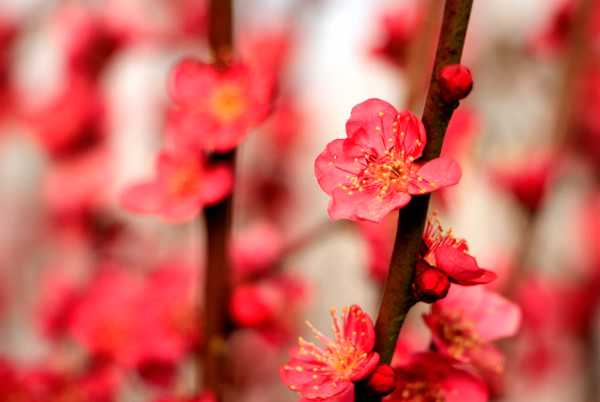 梅花换盆需要注意什么（梅花换盆视频教程）