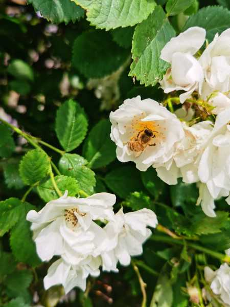 蔷薇花语及代表意义（蔷薇花花语代表什么）