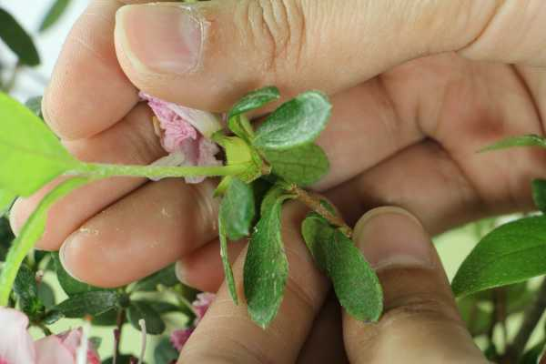 杜鹃花几月份分盆好（杜鹃花期在几月份）