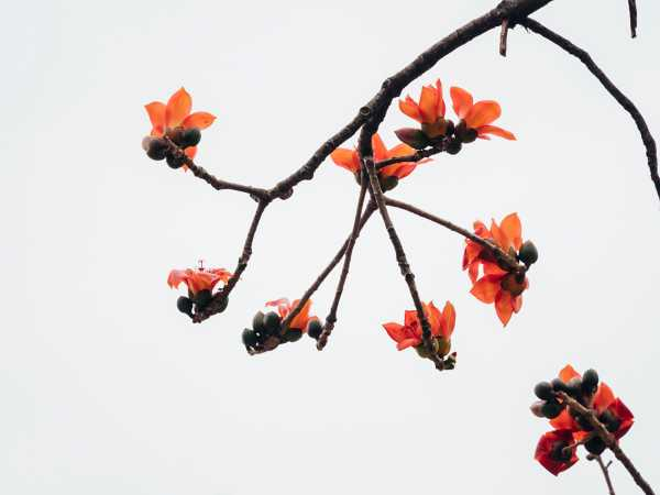 木棉花花语、寓意，适合送给什么人（木棉花的花语和寓意）