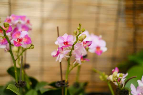 蝴蝶兰的花蕾怎样养护（蝴蝶兰花蕾到开花需要多久）