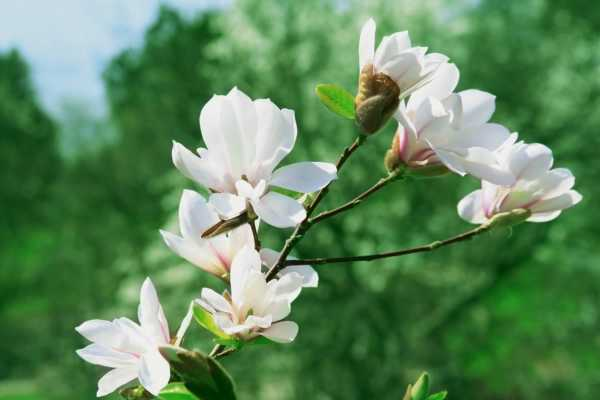 “木兰花”真好看，学会这“5点”，著名植物家里养！（木兰花怎样养殖盆栽）