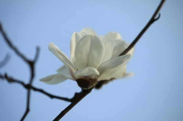 广玉兰的花语和传说（广玉兰花花语和寓意）