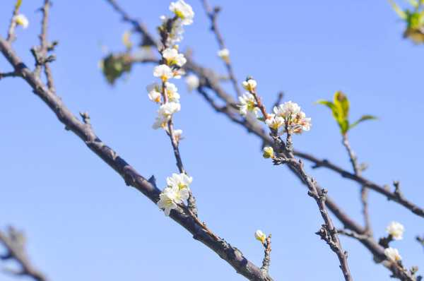 李子开花怎样保花保果（李子什么时候开花?）