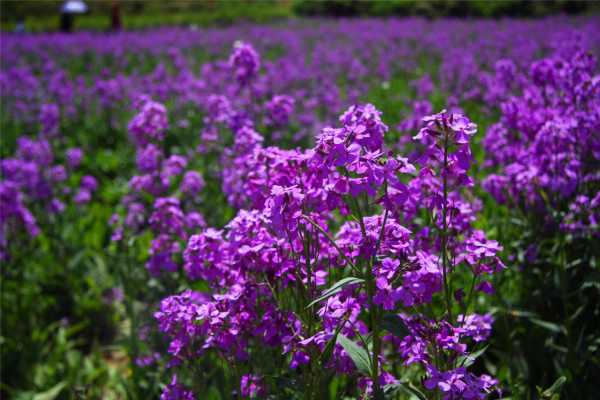 蓝香芥的花语和文化寓意（蓝香芥图片大全大图）