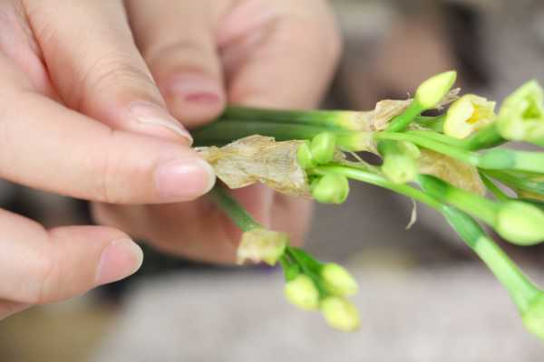 水仙花剪掉能再长吗（水仙花的花可以剪下来吗）