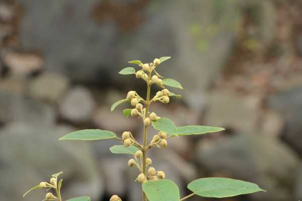 泡桐的花语和文化传说（泡桐树 花语）