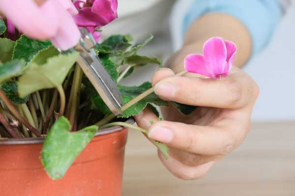 仙客来在什么季节开花（仙客来花能开到什么时候）