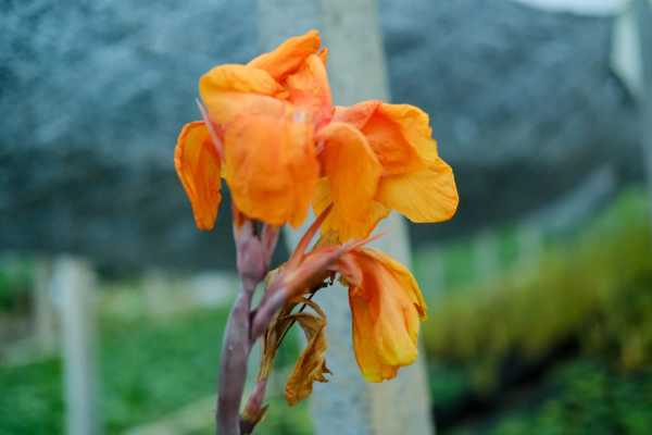 美人蕉种植方法和时间（美人蕉什么时候栽种）