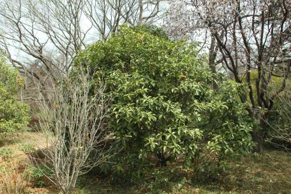 桂花树移植怎保成活（桂花树怎么移植得好）