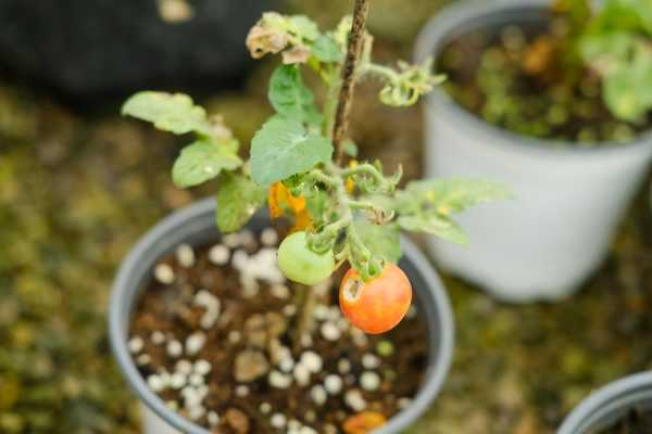 番茄几月份播种（番茄几月份播种比较好）