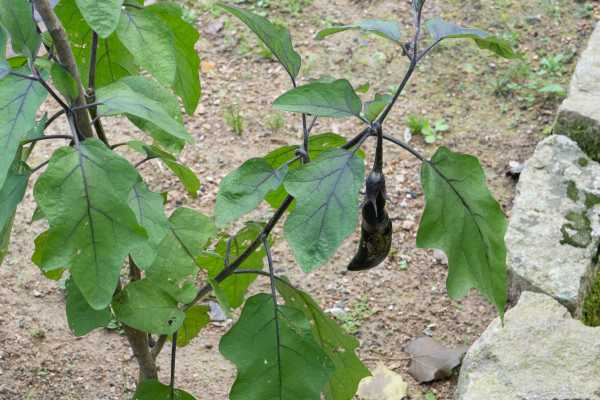 茄子育苗时间（茄子育苗需要多少天可以定植成活）